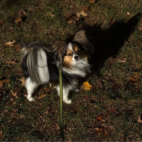 Meet your Posher, Nancy - Picture 5 of 10